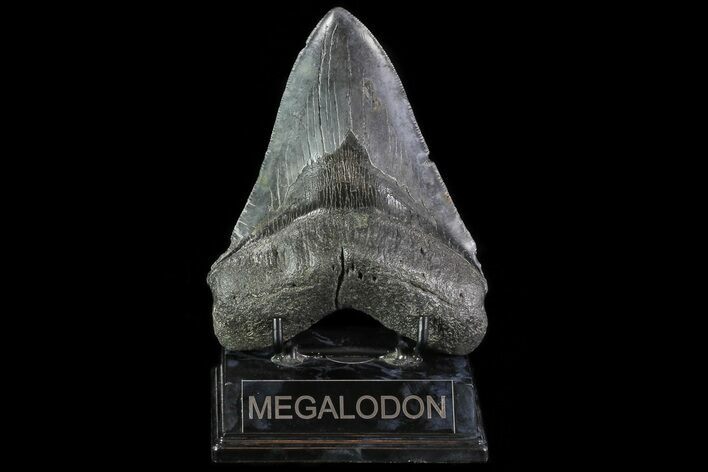 Fossil Megalodon Tooth - South Carolina #81402